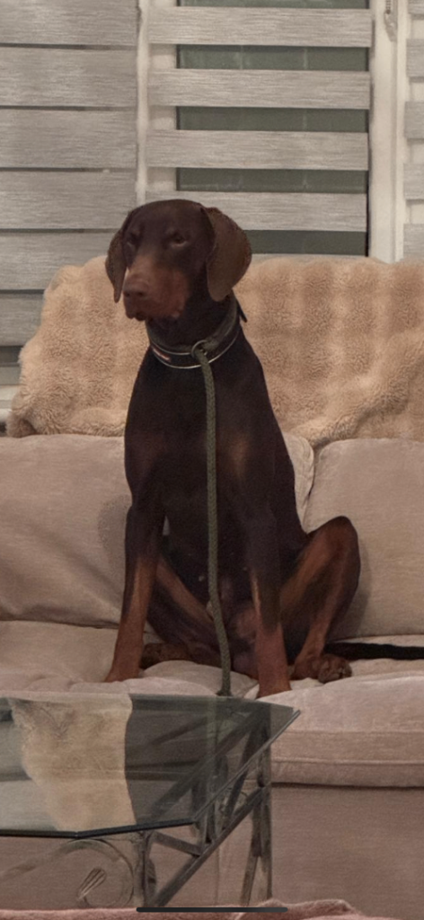 Dobermann Dog looking forever home ❤️