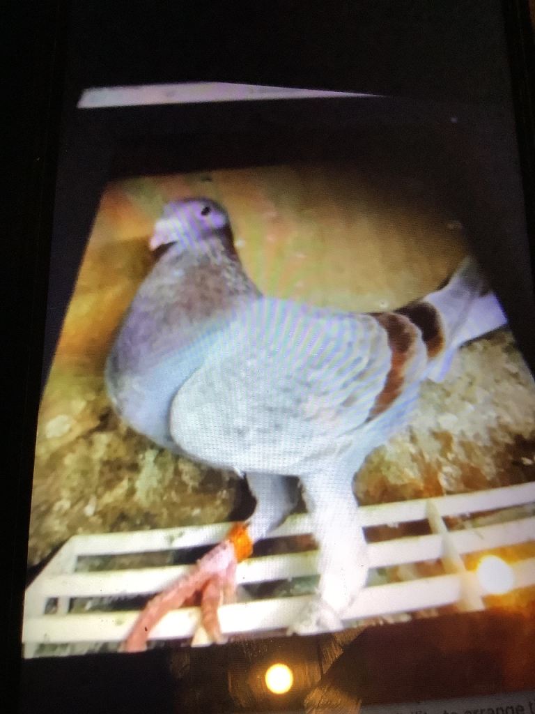 image for Red 2025, hen , blue wf 2022 cock 