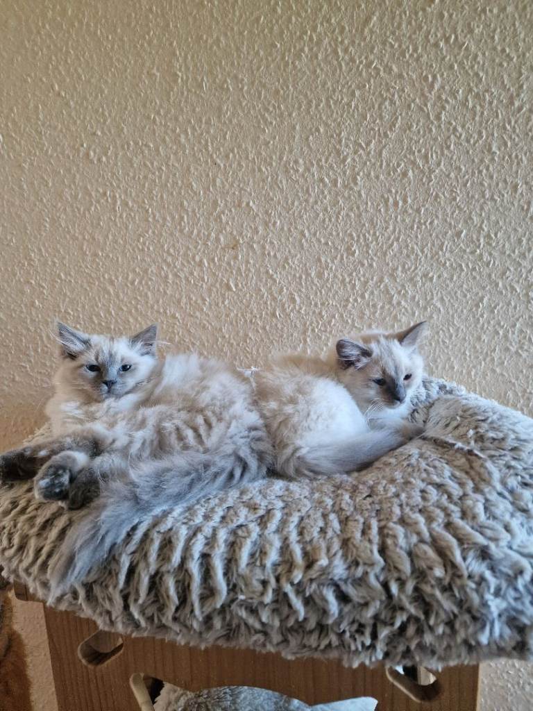 Ragdoll Kittens 😸 
