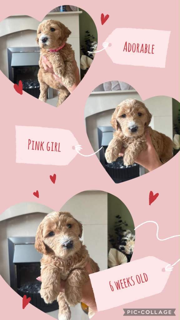 Goldendoodle/ Australian Double Doodle 
