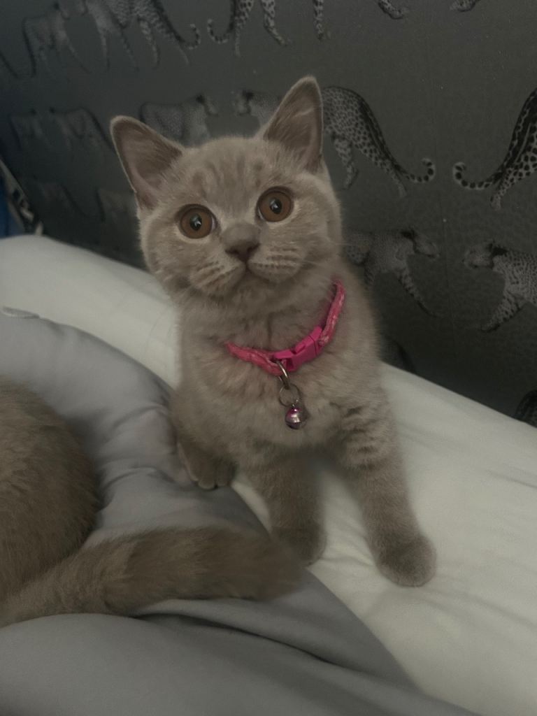 **2 available** Full Pedigree British Shorthair Kittens