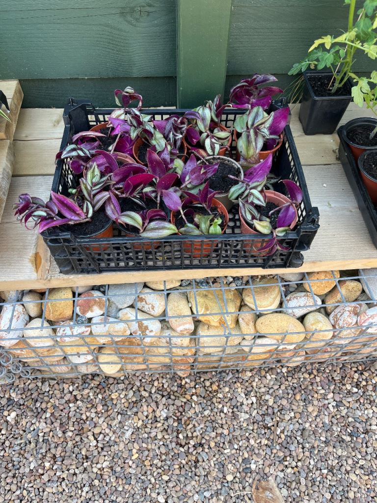 Violet inch plant 