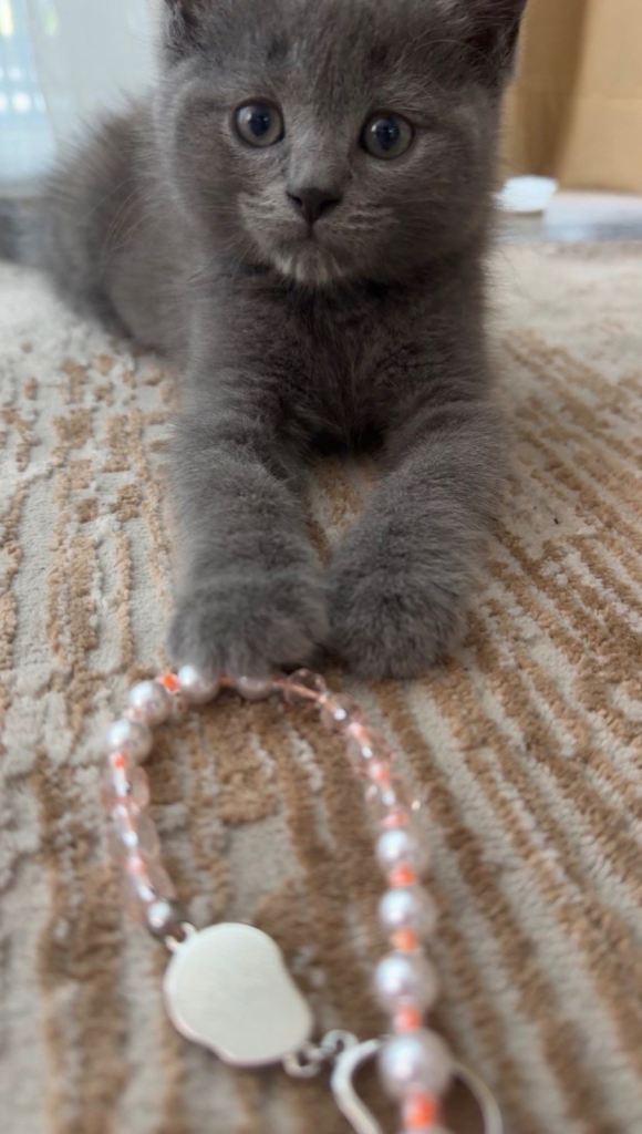 British Short Hair Kitten