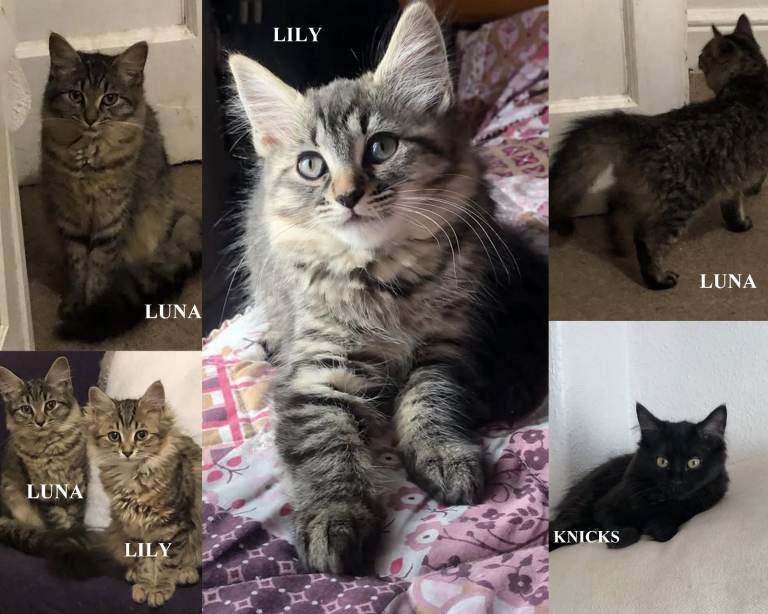 SIBERIAN X OLDER KITTENS