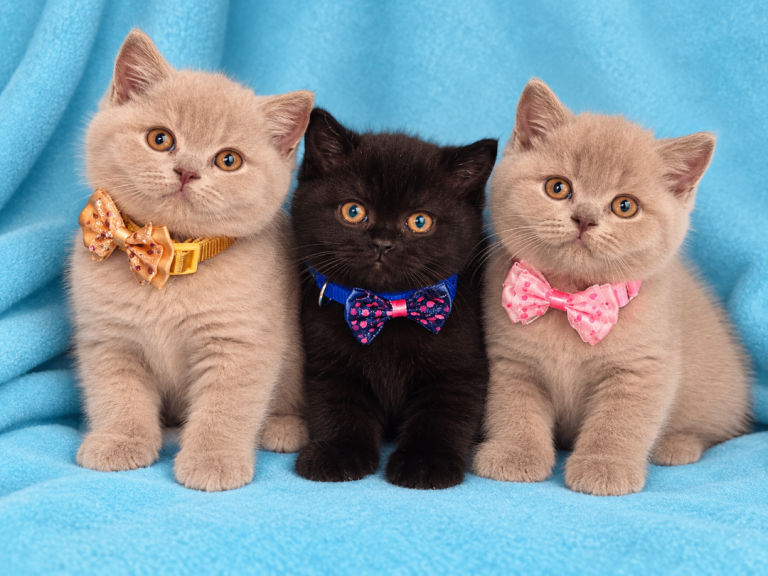 British Shorthair kittens looking forever homes