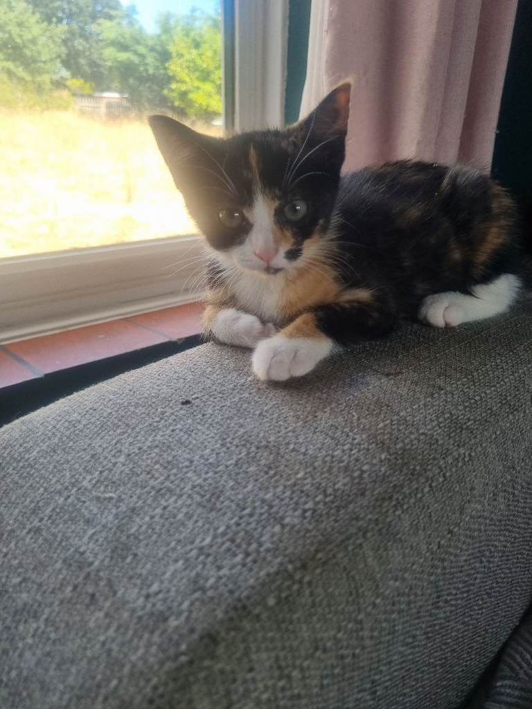 Beautiful kittens for sale 