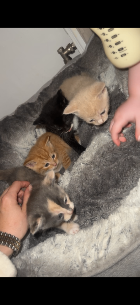 7 week old kittens, ready now!! 