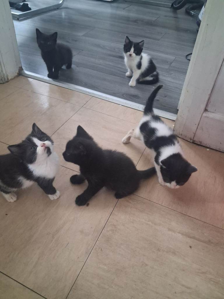 British Shorthair cross kittens 