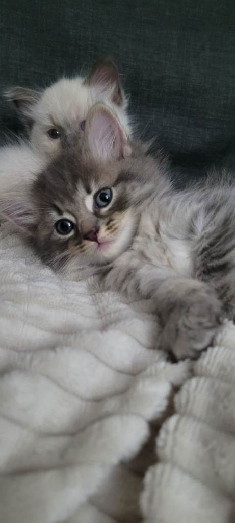 Beautiful kittens. Mum is TabbyxBritish shorthair. Dad is RagdolxBombay