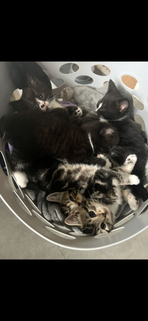 Kittens 🐱 
