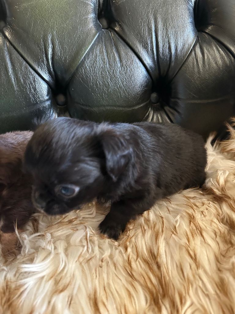 Tea cup chihuahua pups