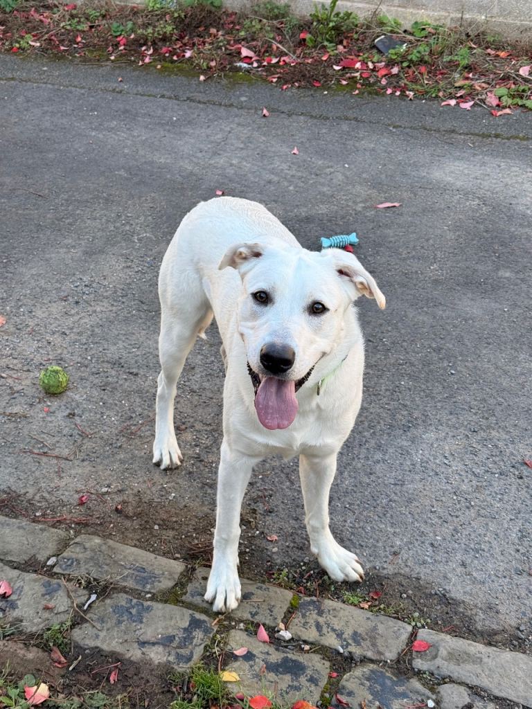 7 months old Labrador cross staffy