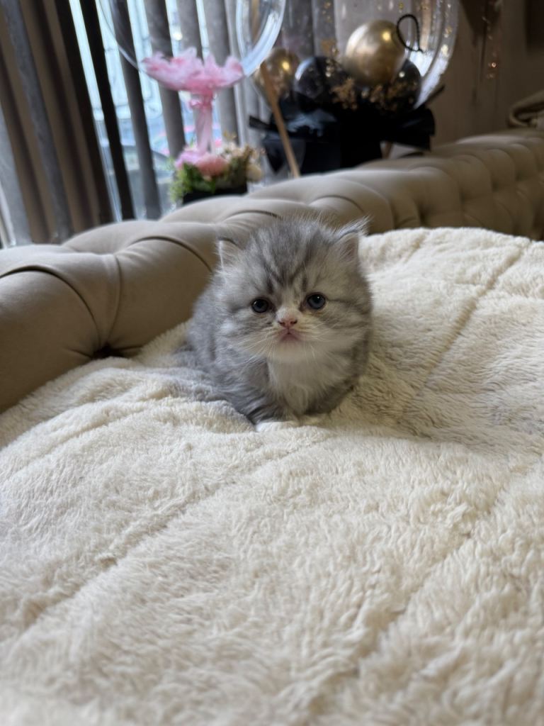 Persian kittens 