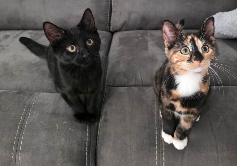 2 Beautiful Natured Kittens (READY TO GO NOW)
