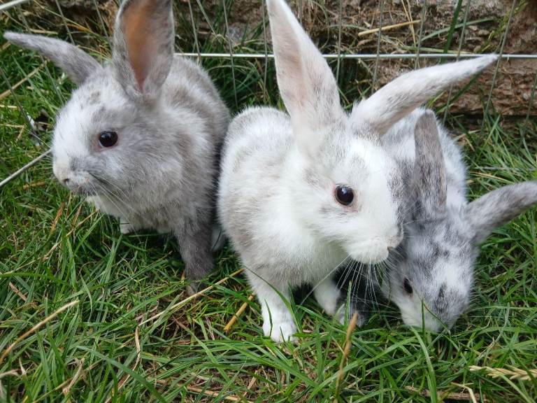Plush lop and plush lop cross babies