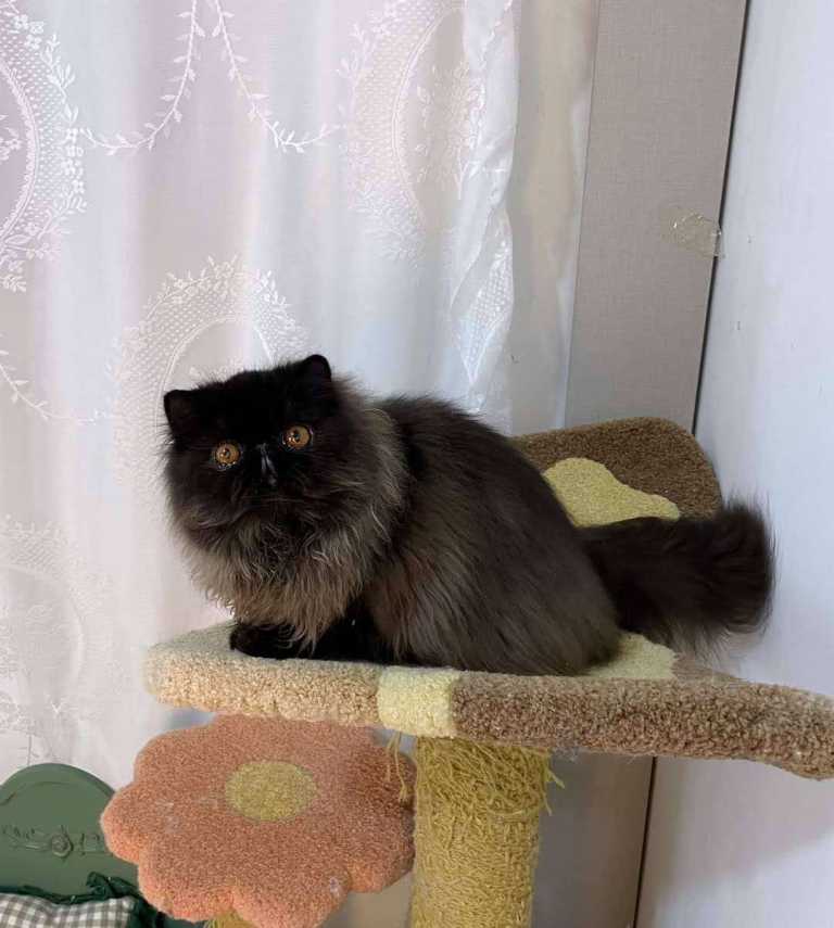 Pure Persian extreme unltra face peak face 