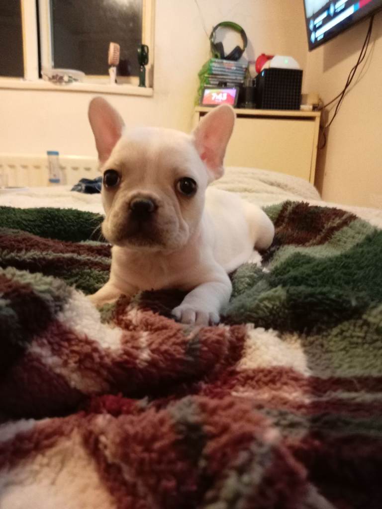 5 beautiful French bulldogs * 1 white girl left *
