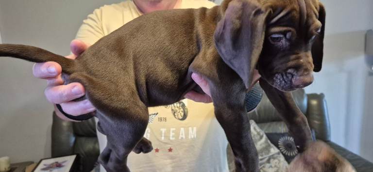 1 beautiful female puppy ready to go to forever home