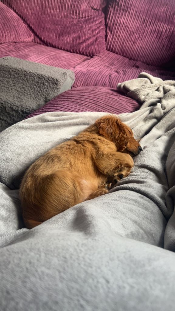 10 week old cocker spaniel 