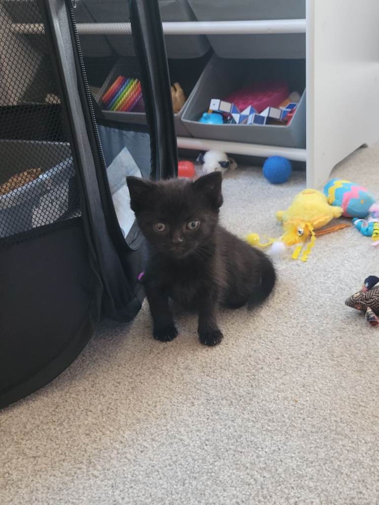 Cute black male kitten for sale