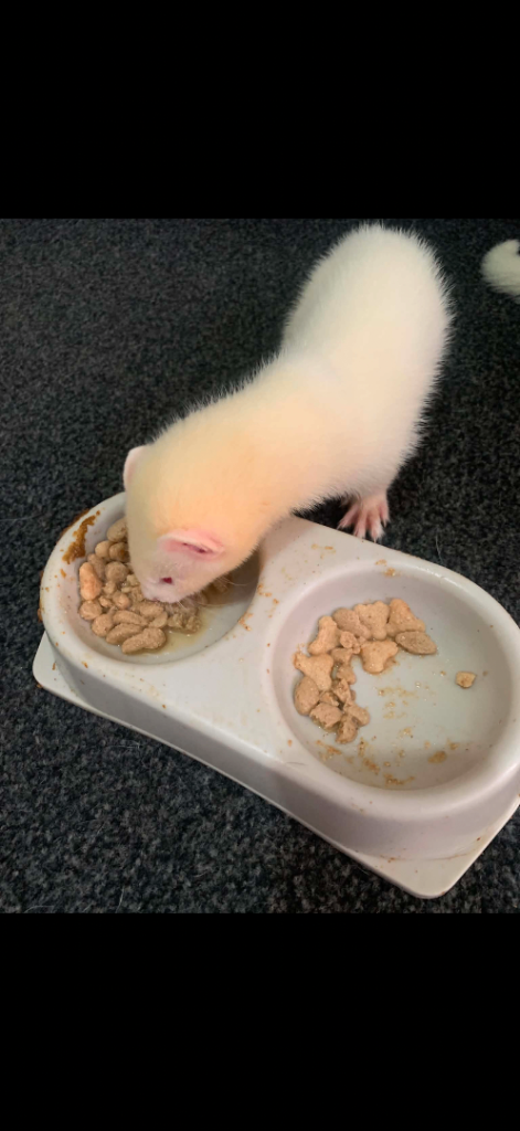 Ferret kits for sale 