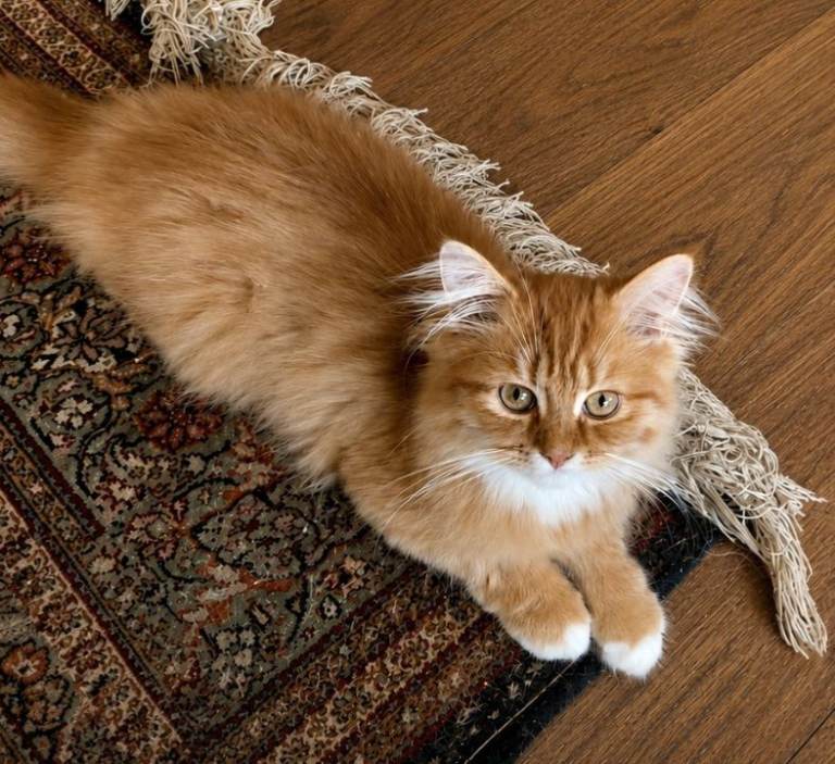 Beautiful Chinchilla Persian Kitten – Very Fluffy & Playful