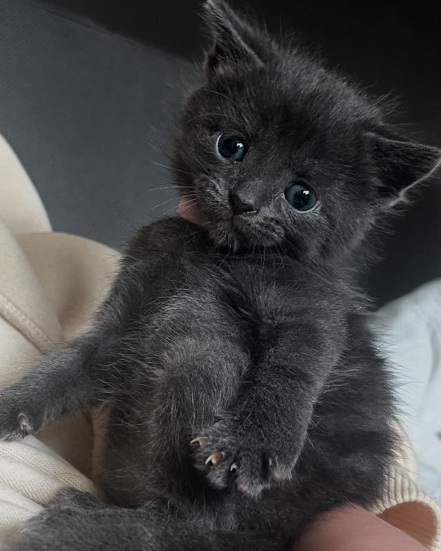 Kittens due April 2026