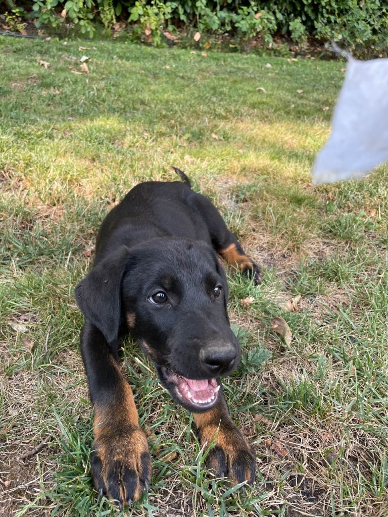 Doberman German shepherd crossbreed puppies