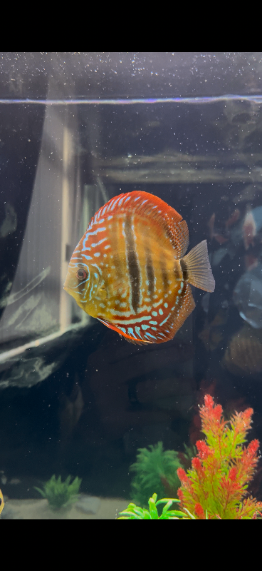 Heckle x discus fish