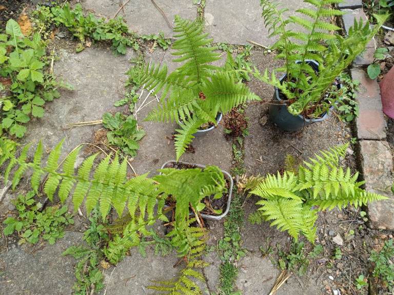 fern plant