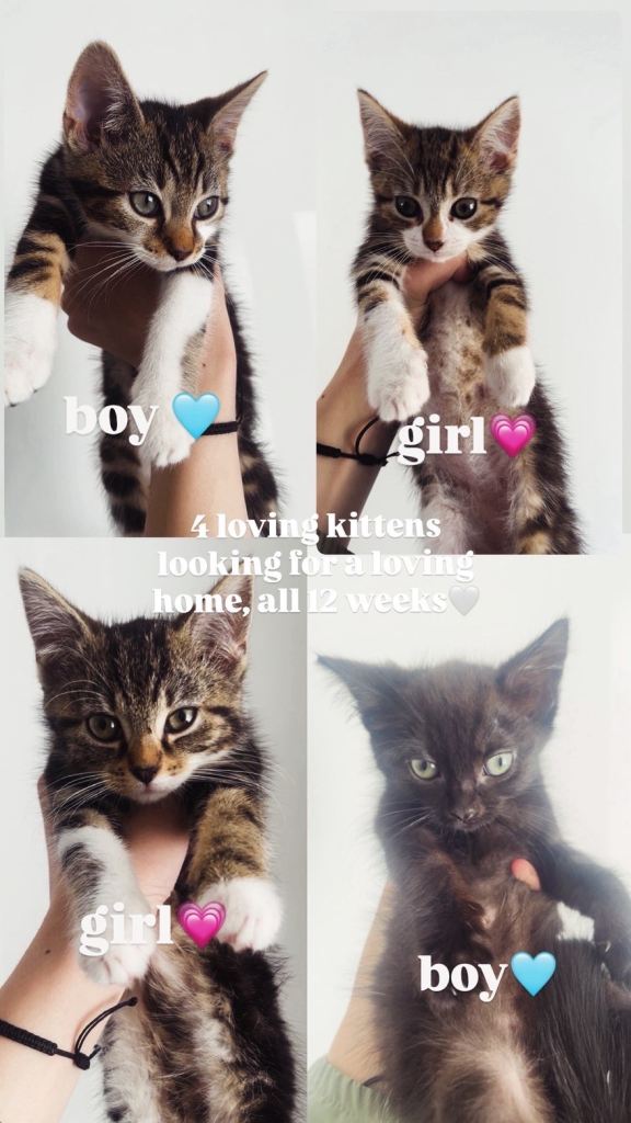 Adorable 12-week-old Kittens Ready for there forever homes 🏡