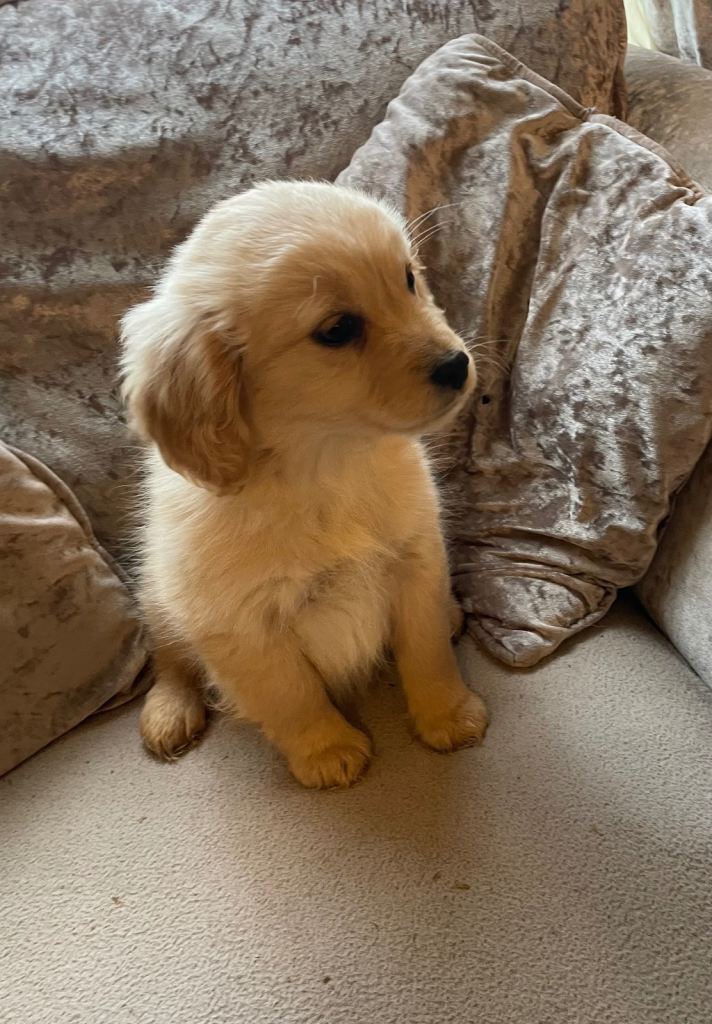 4 beautiful cocker spaniel puppies for sale, two boys and two girls