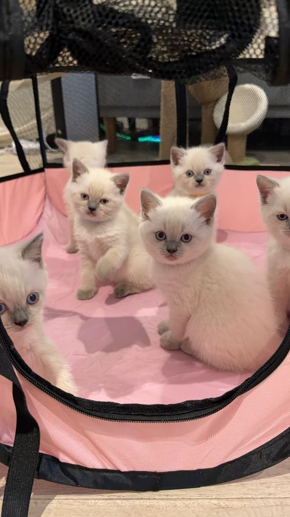 Beautiful Ragdoll x British Shorthair Kittens