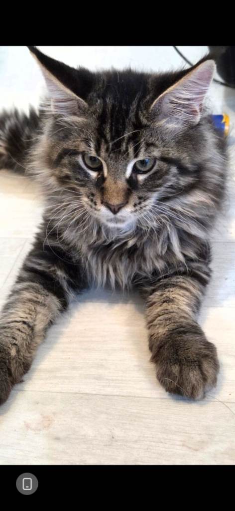 Maincoon kittens  price reduced