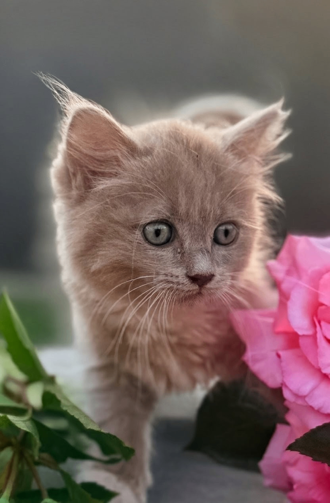 Rare Fawn ‘Cheribum’ Ragdoll