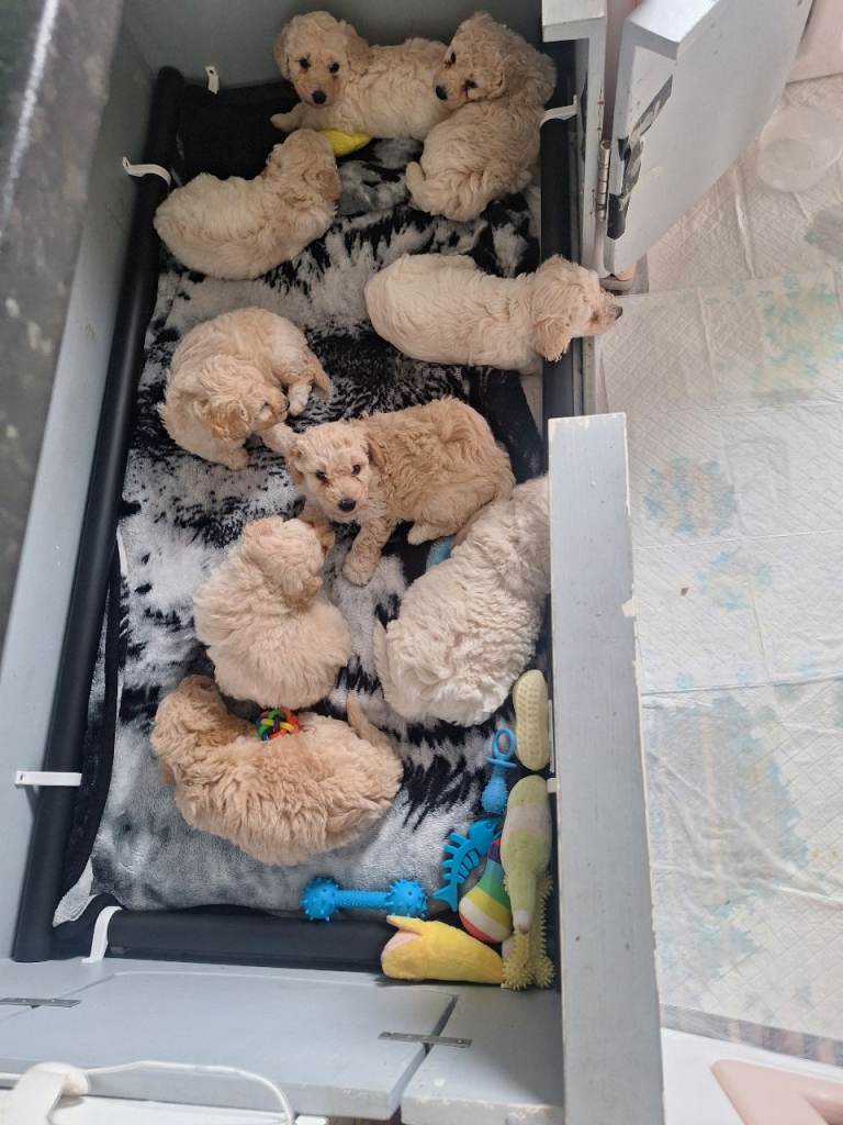 Poochon puppies 7 weeks old