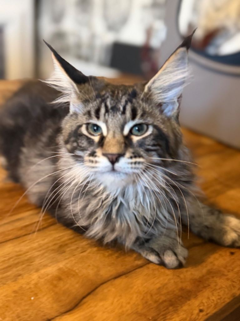  3 beautiful Maine coon kittens looking for their forever homes 