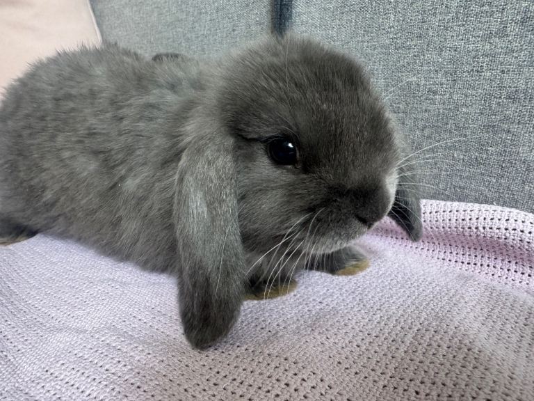 Mini Lop bunnies 
