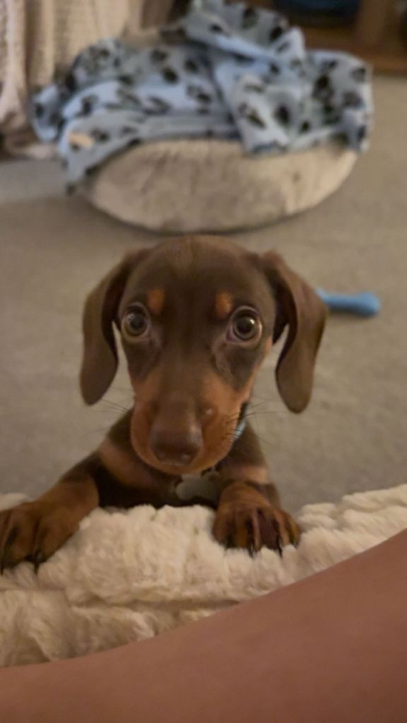 Dachshund puppy 