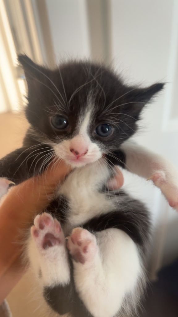 kittens 