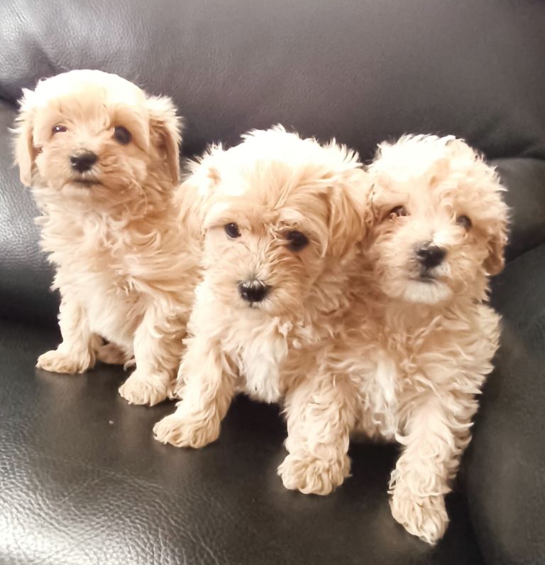 Maltipoo Puppies