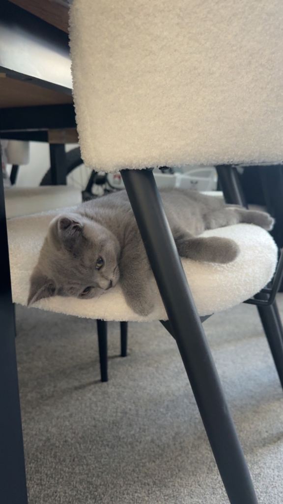 Female kitten British short hair (12 weeks old) with her robot litter box 