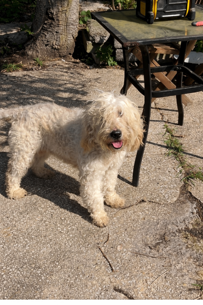 9 Year Old Miniature Goldendoodle