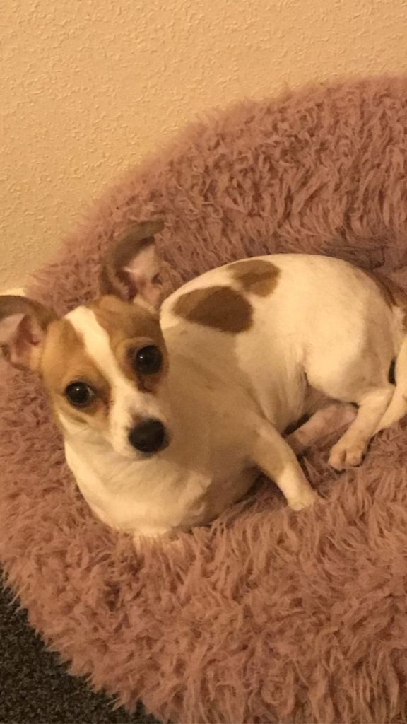 Female dog needs a new home