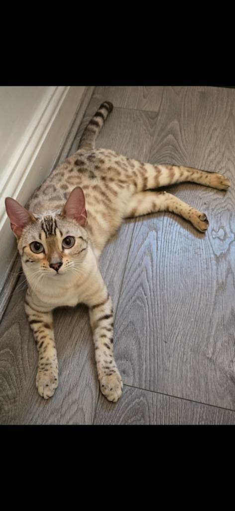 SNOW BENGAL BLUE EYES ACTIVE TICA REGISTERED 