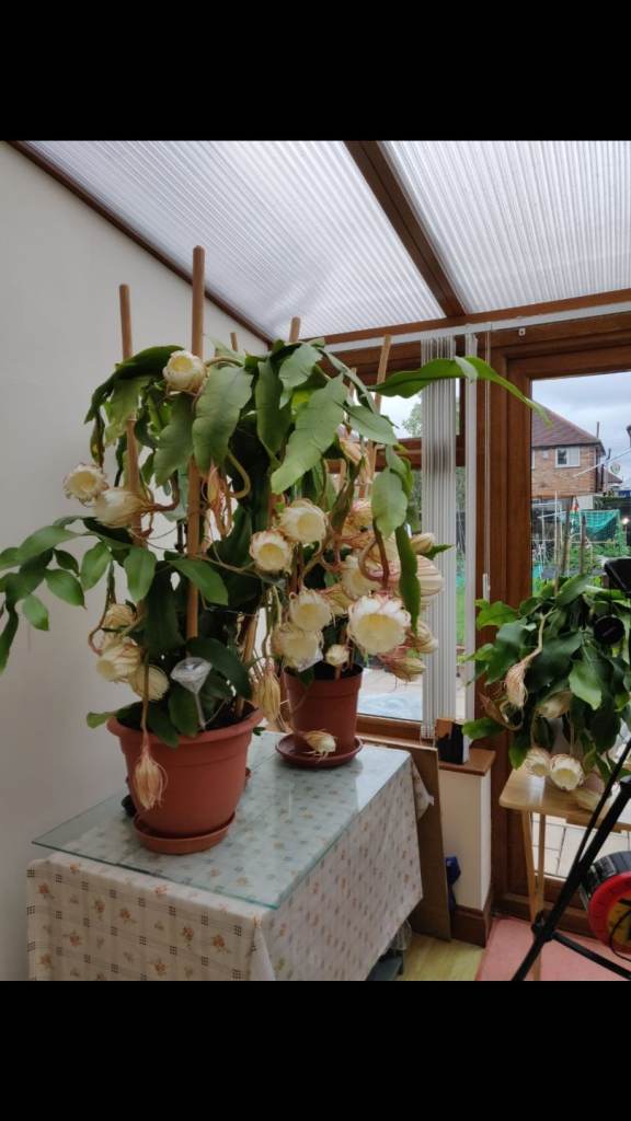 Brahma Kamal Plants - Queen of the Night