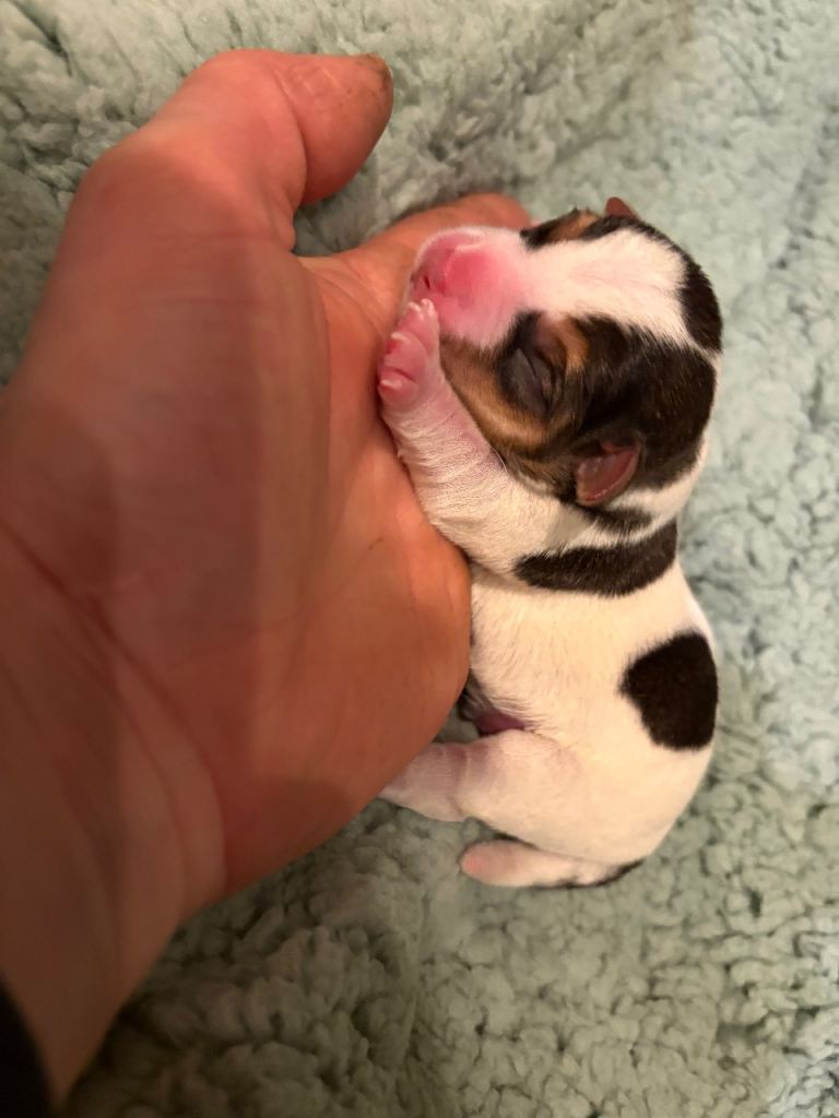 Miniature Jack Russell terrier puppies 