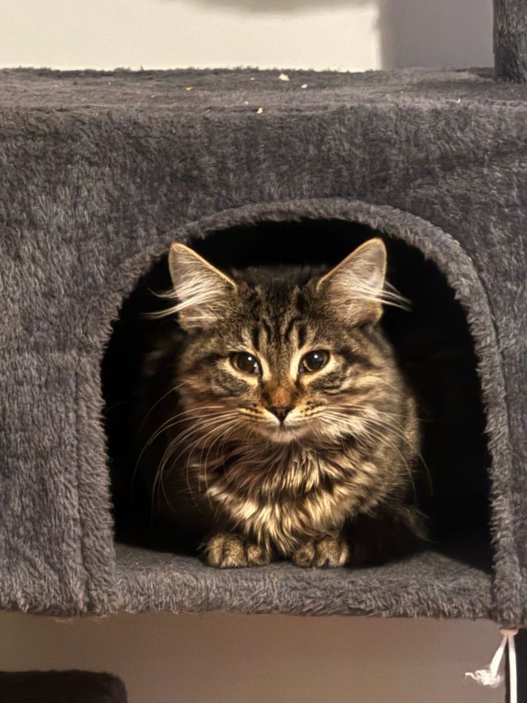 Maine coon mix 