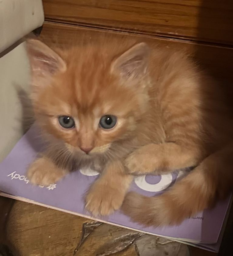 Kittens for sale