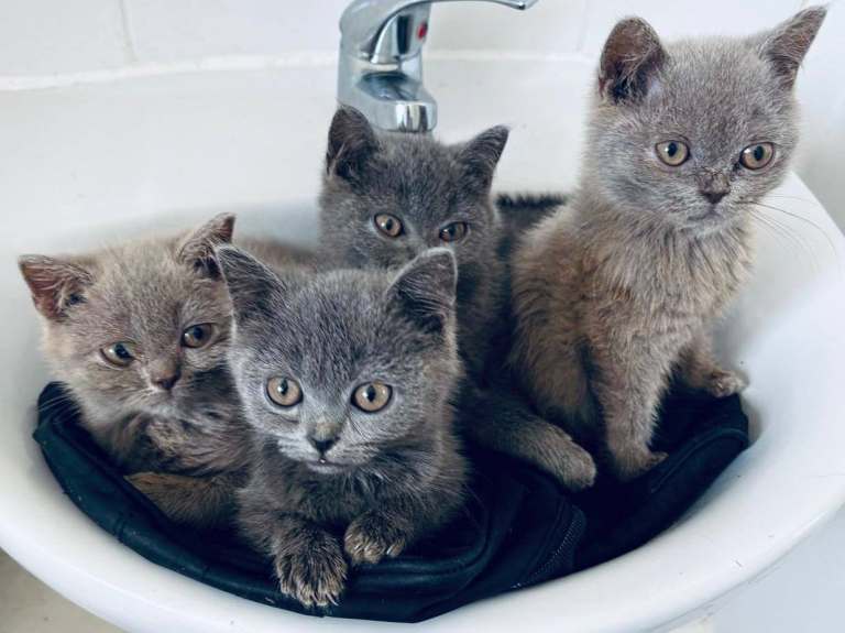 Stunning British short haired kittens 